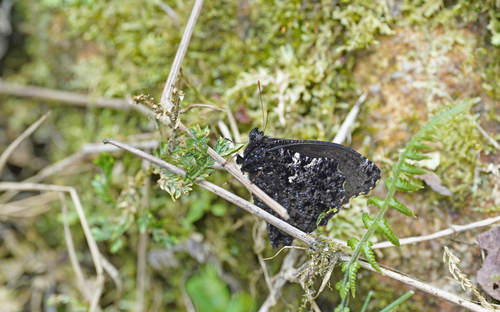 Steroma superba