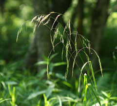 Festuca extremiorientalis
