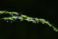 Festuca extremiorientalis