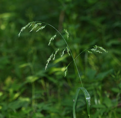 Festuca extremiorientalis