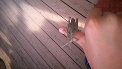 Ocneropsis bethlehemita