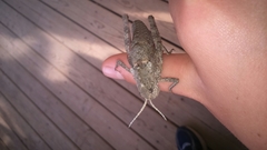 Ocneropsis bethlehemita