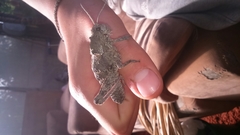 Ocneropsis bethlehemita