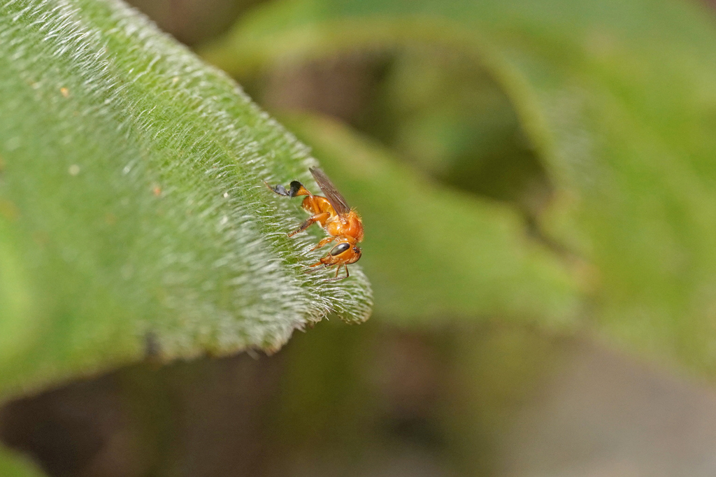 Testaceous Partamona