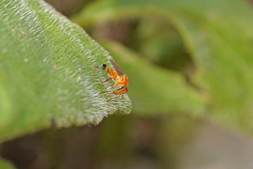 Testaceous Partamona
