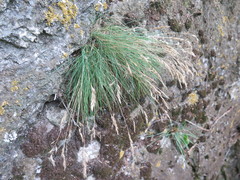 Festuca kolesnikovii