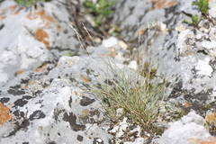Festuca kolesnikovii