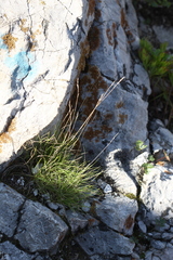 Festuca kolesnikovii