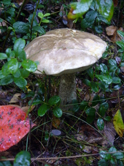 Leccinum variicolor