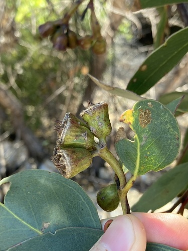 Image of Flat-Topped Yate (Eucalyptus occidentalis) by (c) Thomas Mesaglio, some rights reserved (CC BY)