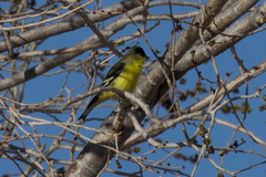 Spinus psaltria