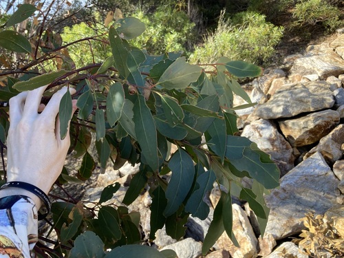 Image of Flat-Topped Yate (Eucalyptus occidentalis) by (c) Thomas Mesaglio, some rights reserved (CC BY)
