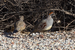 Callipepla gambelii