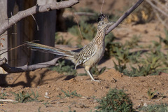 Geococcyx californianus