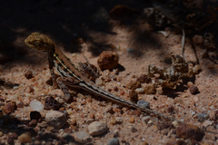 Ctenophorus maculatus