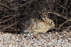 Sylvilagus audubonii