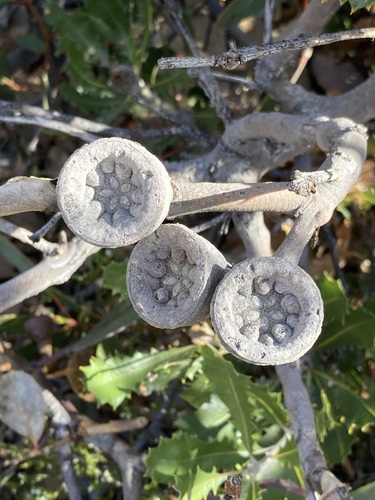 Image of Eucalyptus preissiana by (c) Thomas Mesaglio, some rights reserved (CC BY)