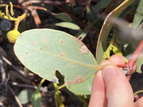 Image of Bell-Fruited Mallee (Eucalyptus preissiana) by (c) Thomas Mesaglio, some rights reserved (CC BY)