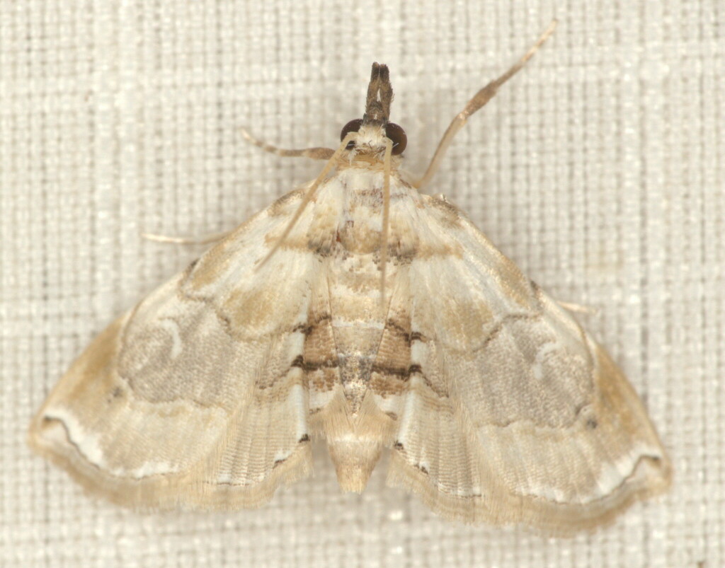 Melouia