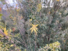 Smooth Lambertia (Lambertia inermis)