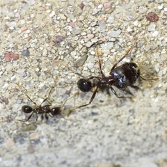 Pheidole rhea
