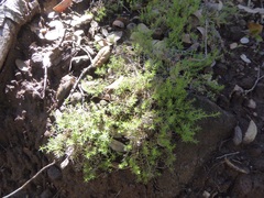 Galium andrewsii