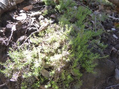 Galium andrewsii