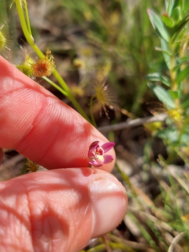 Image of Caladenia pusilla by (c) Nina Kerr, some rights reserved (CC BY)