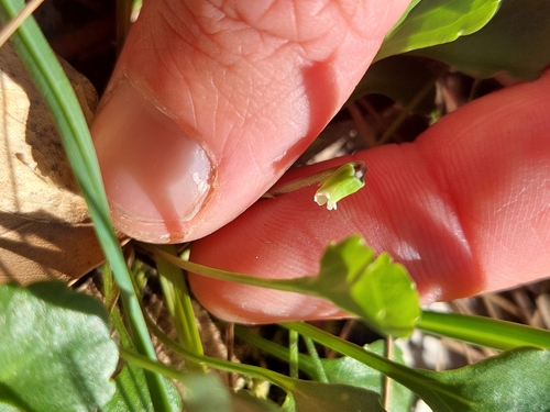 Image of Viola cleistogamoides by (c) Nina Kerr, some rights reserved (CC BY)