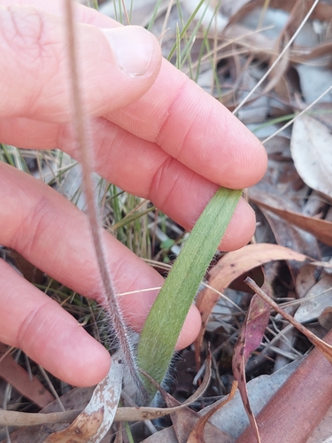 Image of Caladenia parva by (c) Nina Kerr, some rights reserved (CC BY)