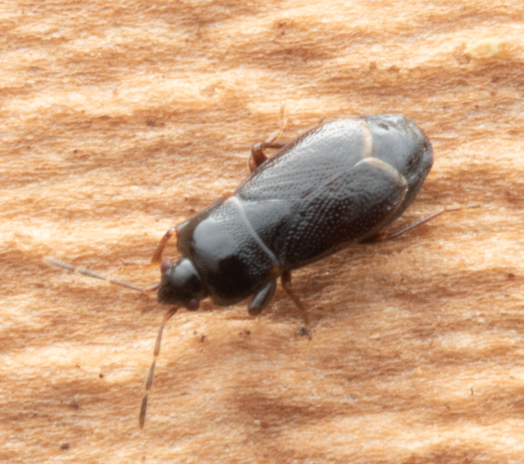 Plinthisus