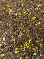 Crocidium multicaule