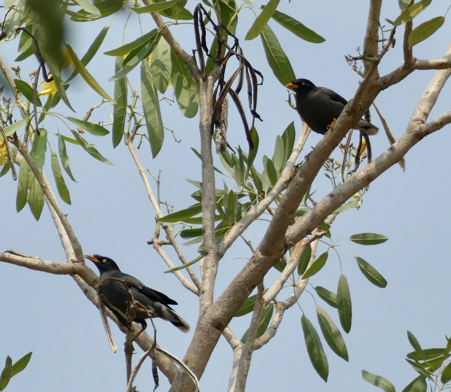 Javan Myna