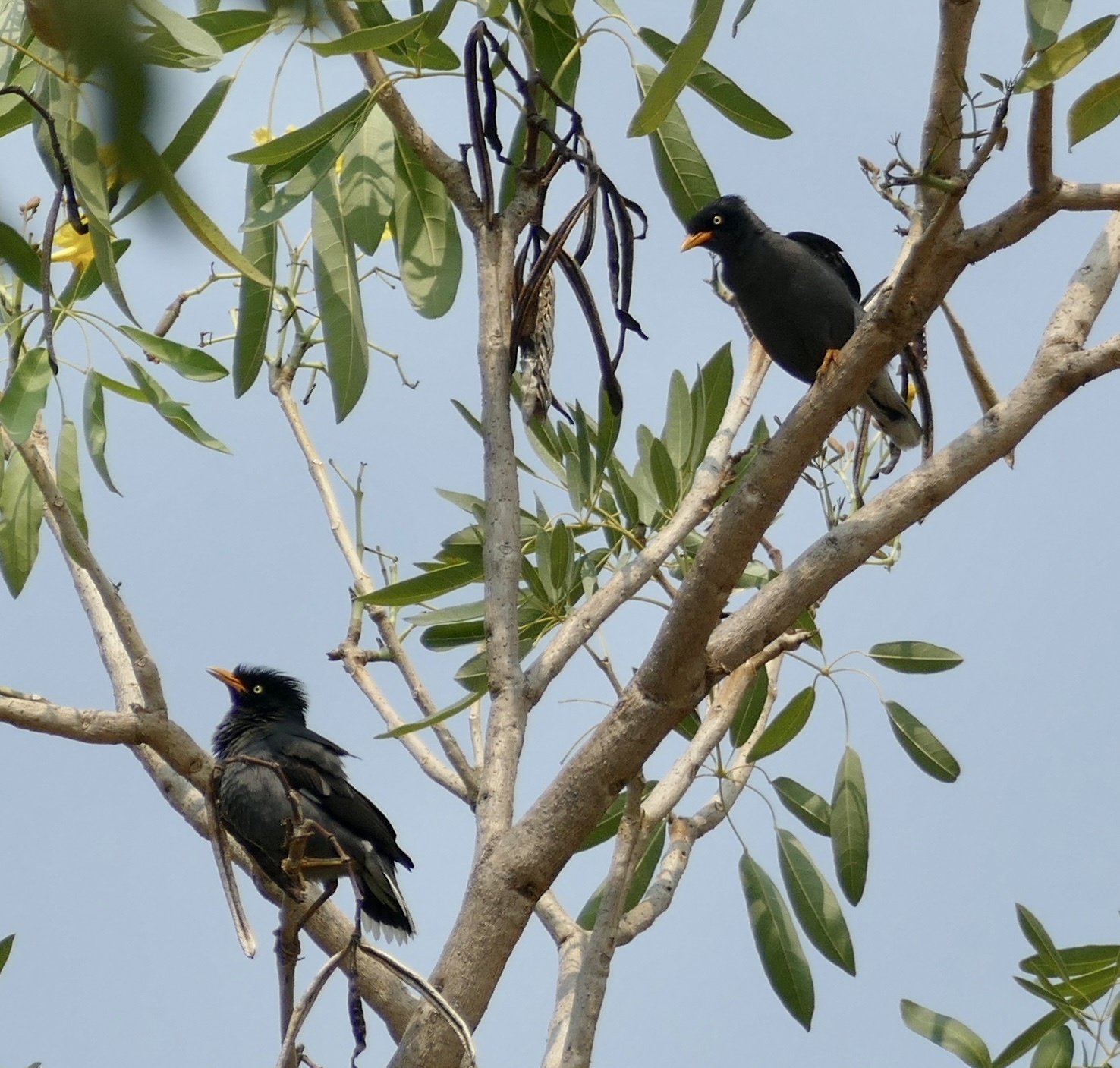 Javan Myna