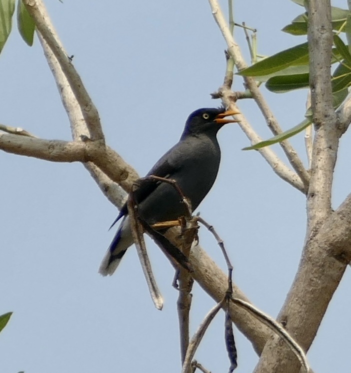 Javan Myna