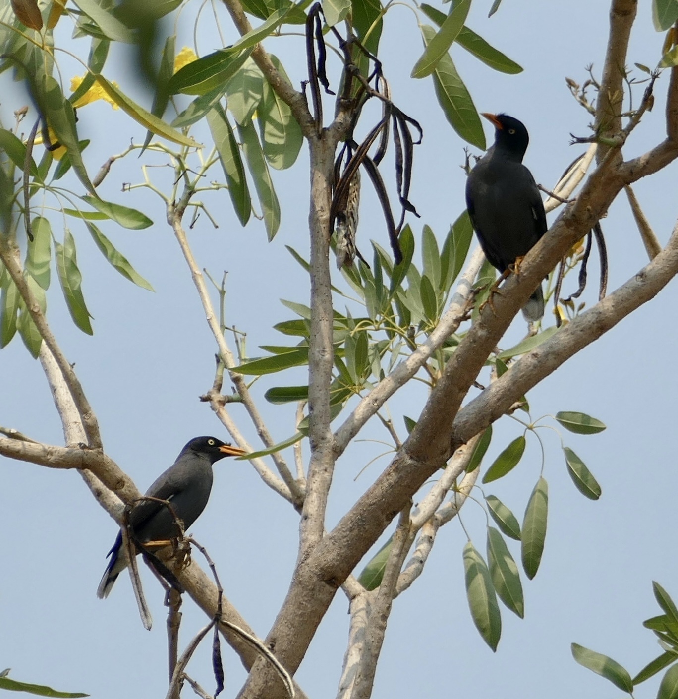 Javan Myna