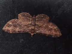 Pseudocollix hyperythra