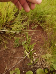 Gladiolus permeabilis edulis