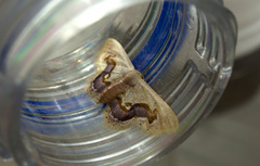 Idaea gemmaria