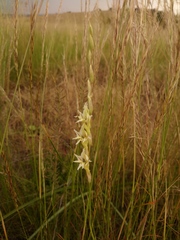 Gladiolus permeabilis edulis