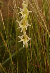 Gladiolus permeabilis edulis