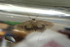 Idaea gemmaria