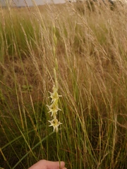 Gladiolus permeabilis edulis