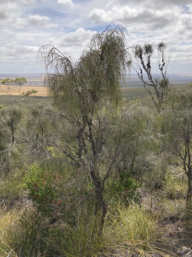 Allocasuarina scleroclada (Allocasuarina scleroclada)