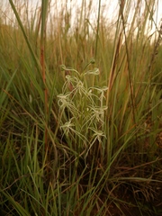 Habenaria kraenzliniana