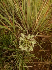 Habenaria kraenzliniana
