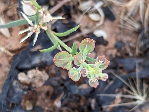 Image of Lepidium monoplocoides by (c) Michael Somerville, some rights reserved (CC BY-SA)