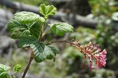Ribes sanguineum glutinosum