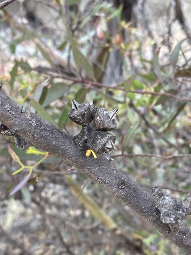Image of Eucalyptus xanthonema by (c) Thomas Mesaglio, some rights reserved (CC BY)