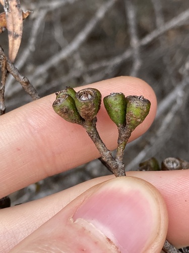 Image of Eucalyptus xanthonema by (c) Thomas Mesaglio, some rights reserved (CC BY)